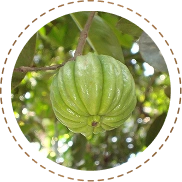 Garcinia Cambogia